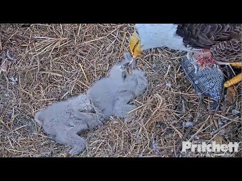 SWFL Eagles ~ Harriet STUFFS E20 With A Private Feeding! 💕💕 FOOD COMA!! 1.6.22