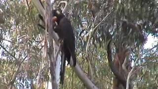 preview picture of video 'Wild Parrots - Yellow Tailed Black Cockatoo'