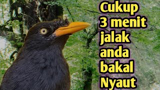 Download lagu Cukup 3 Menit Jalak Kebo Langsung Gacor Emosi ‼️ ocehan jalak kebo jantan gacor mp3