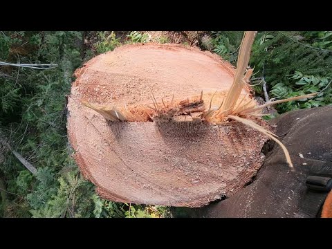 Dutchman Explanation - Felling