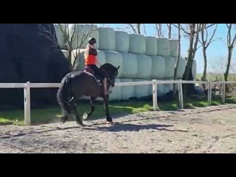 Stal Okkema's Linda Aukje - Dries x Jillis - Mare - 2011 - 1.63m