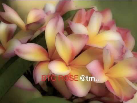 BTC ROSE_Nabzy a.k.a. Nabobou - Kiribati@tm..