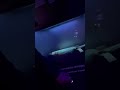 DID YOU KNOW Platypuses Glow In UV Light Shorts
