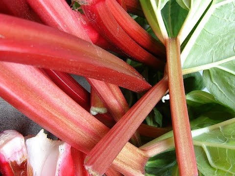 WSZYSTKO o uprawie - Rabarbar ogrodowy, Rzewień - uprawa warzyw | infoUprawa