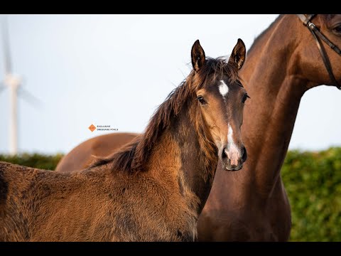Showgirl Sollenburg v. So Perfect x Charmeur Mare
