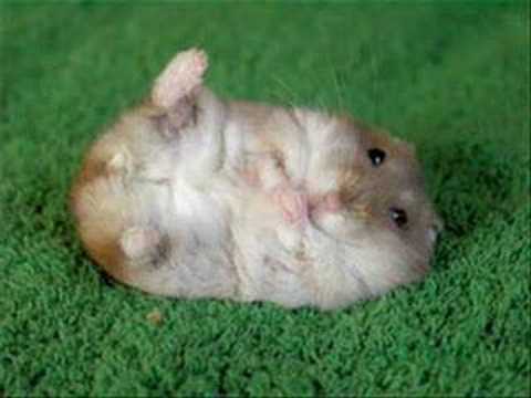 The Sweetest Pets! (: