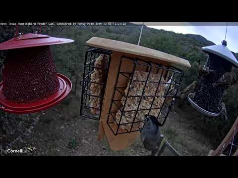 Black-crested Titmice Forage Front And Center In West Texas – Dec. 4, 2019