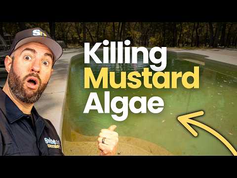 How to Get Rid of MUSTARD ALGAE in a Pool (Yellow Algae Cure)