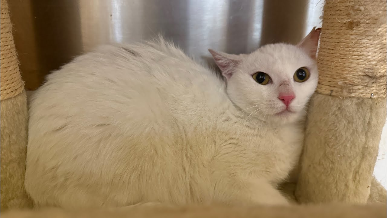 猫猫団😺ライブ配信！