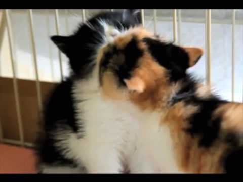 kittens really aren't that great (music video by computerization)