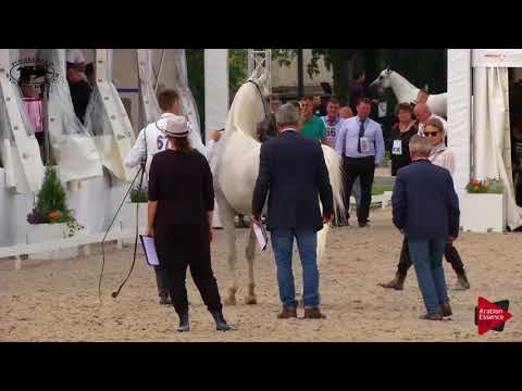 N.67 ZAGROBLA - Polish Nationals 2018 - 11 Years Old and Older Mares (Class 9)