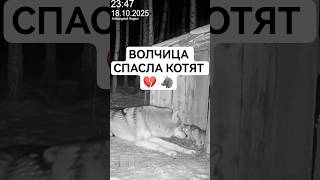 🐺💔 Волчица спасла замерзающих котят — камера ночного видения зафиксировала невероятное