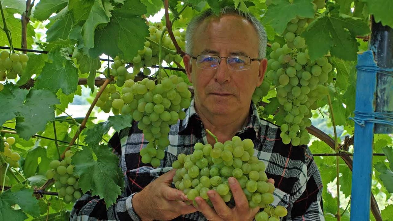 Фунгицид Фалькон