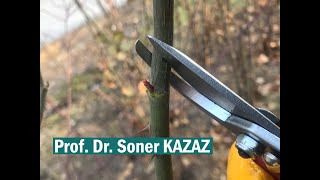Gül Nasıl Budanır. How To Prune Roses