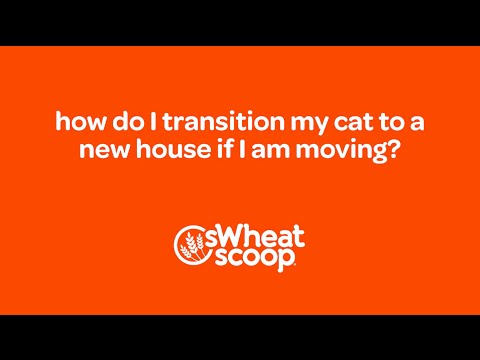 how do I transition my cat to a new house if I am moving?