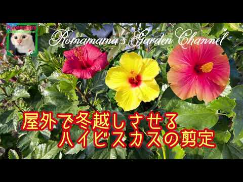 キョウチクトウを鉢の中で越冬させる方法