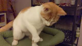 Little blind Stevie can see some shapes and light and dark. Nothing stops her!