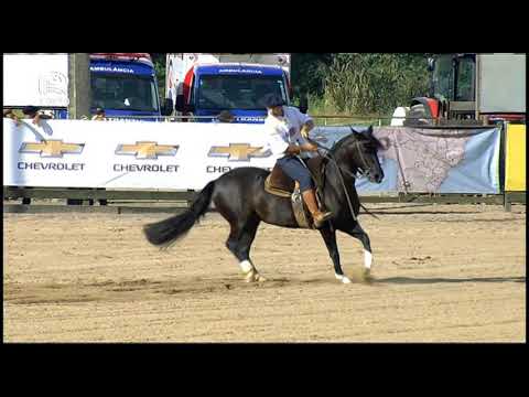 Classificatória Gaúcha - 4º lugar fêmeas - Quentucha do Aipo - (Bayard/Sarmento)