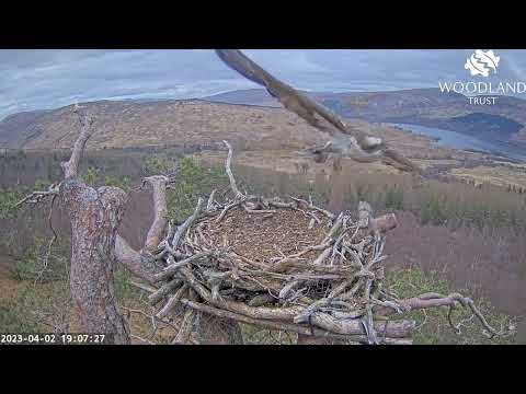 Louis the Loch Arkaig Osprey brings a fish but no takers so he departs and returns later 2 Apr 2023