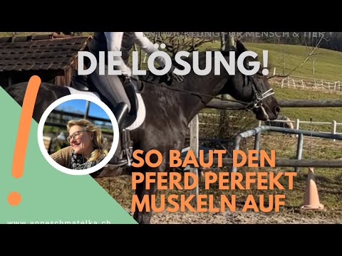 So baut Dein Pferd perfekt Muskulatur auf! | Wir machen eine6-Wochen-challenge