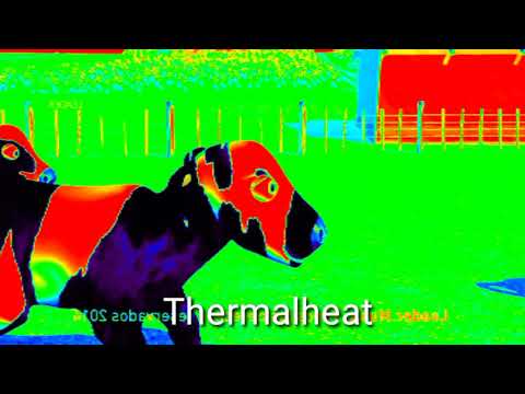 NEW HIGH DEFINITION VIDEO NEW HIGHG QUALITY VIDEO - 13 La Vaca Lola Cow Sound variations