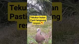 Download lagu Tekukur pikat#hoby mikat#suara siprimer menguku#bird dove#mikat mania#@tekukur sianjur mp3
