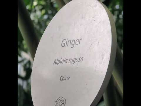 Amazon Sphere - Part 4