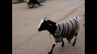 2014-12-16 A walk in Varanasi