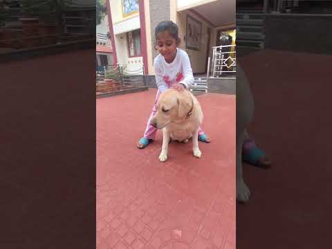Cute play time with my dogs 🐶💖#pets #youtubeshorts#trending #trendingshorts #labdogs #ytshorts#short