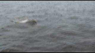 preview picture of video 'Wild Dolphin in the St Johns River, Jacksonville Florida'