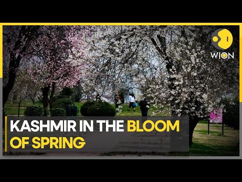 Kashmir Blossoms into a Floral Wonderland | Latest India News | Latest English News | WION