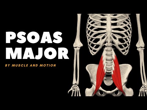 The Psoas Major Muscle: Origin, Insertion, and Actions