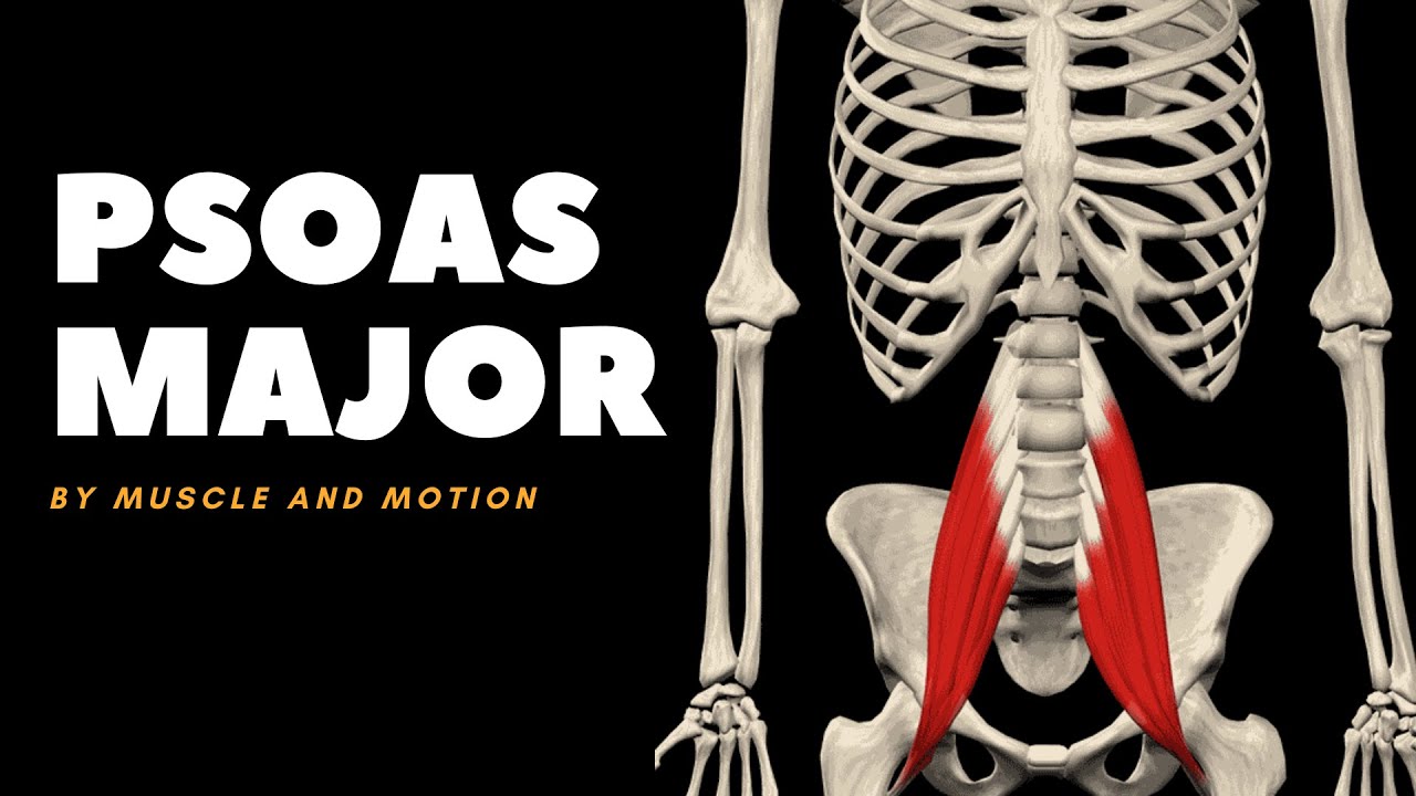 The Psoas Major Muscle: Origin, Insertion, and Actions