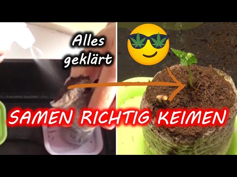 Samen keimen lassen 🥦 | Sämtliche Fragen beantwortet, Anleitung
