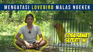 Download lagu TIPS MENGATASI LOVEBIRD MALAS NGEKEK mp3 Download lagu TIPS MENGATASI LOVEBIRD MALAS NGEKEK mp3