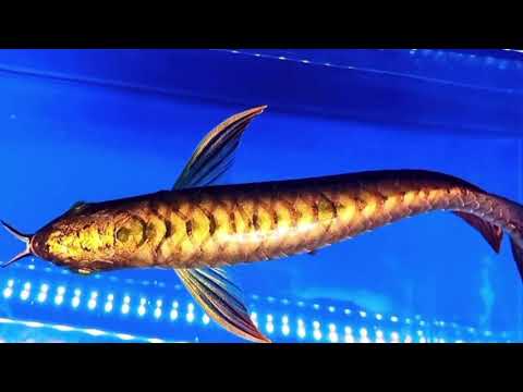 Best Top 10 Royal Grade Arowana Fish. Beautiful 2021 Aquarium  #Recent Tube recent tube.