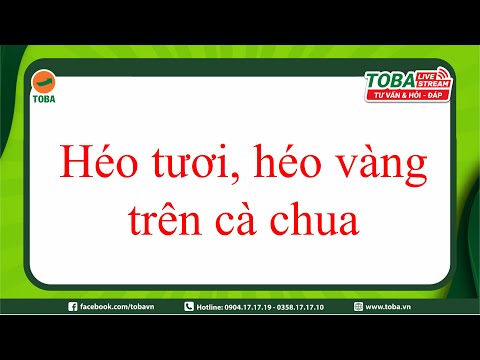 , title : 'Bệnh héo tươi, héo vàng trên cây Cà chua, nguyên nhân và cách khắc phục | kỹ thuật cây rau | TOBA'