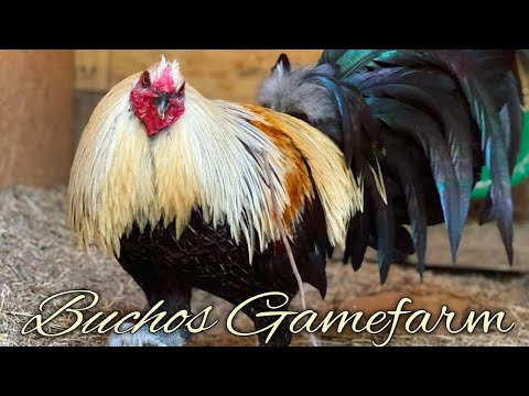 Black Grey Brownred Hennie - BUCHOS FARM - North Carolina