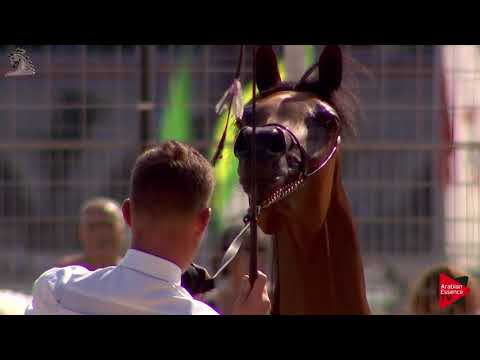 N.40 ASSILAH AL SHAHANIA - Menton 2018 - 2 Years Old Fillies (Class 2B)