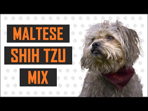 Maltese Shih Tzu Mix - Complete Guide On The Cute Dog