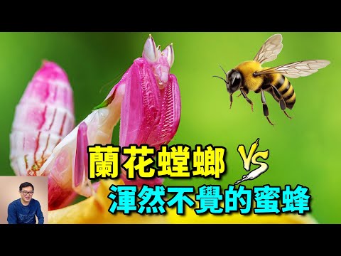 螳螂出現在家裡