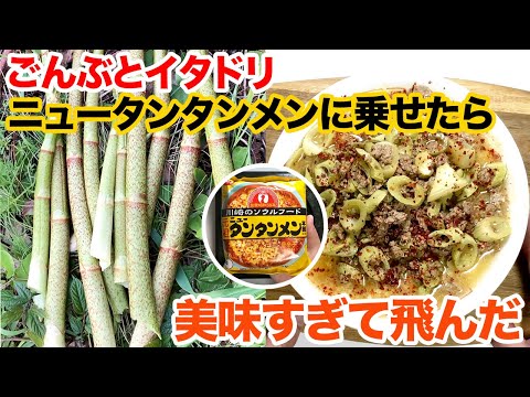 鳥のイタドリ 植物