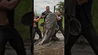 Download lagu What a Giant Fish! #shorts mp3