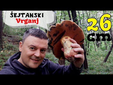 Šejtanski Vrganj * 26 cm * - Lat. Rubroboletus satanas