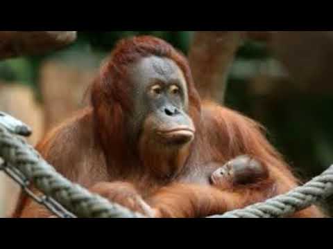 RUDOLF STEINER - Ursprung und Ziel des Menschen VIERZEHNTER VORTRAG, 30. März 1905 Fragen