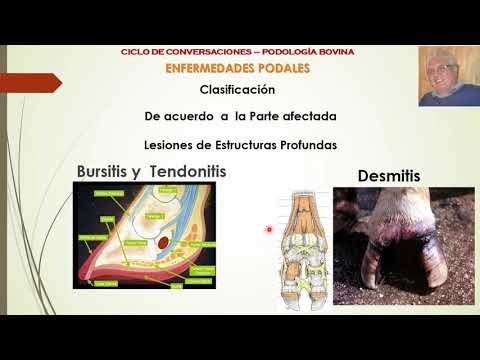 , title : 'Cojeras y Enfermedades Podales en Bovinos Parte 5: Clasificación'
