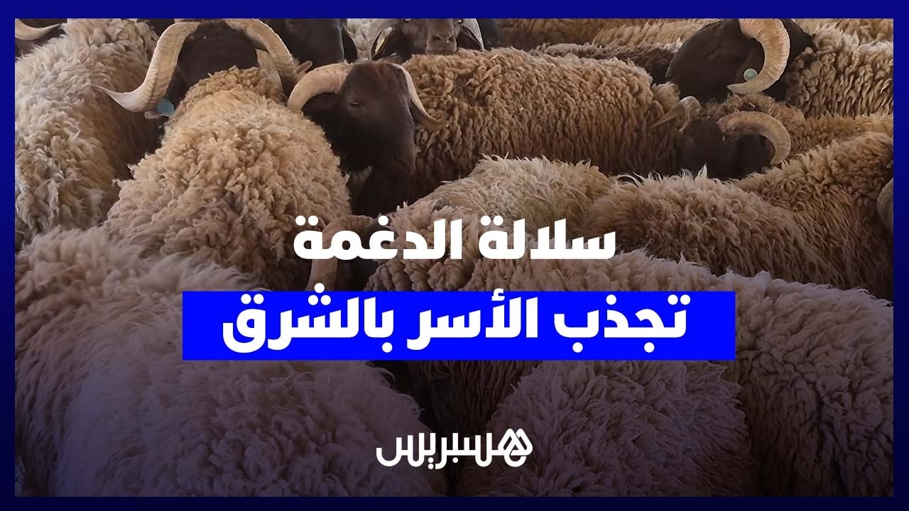 “الدغمة” تخطف الأنظار وتتصدر مبيعات الأغنام بجهة الشرق thumbnail