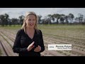 Unpacking The Vegetable Industry The Western Australia Horticulture Industry