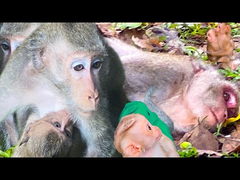 Monkey Jade or Jane or who are they? Are they new comers? Why are they so skinny and strange?