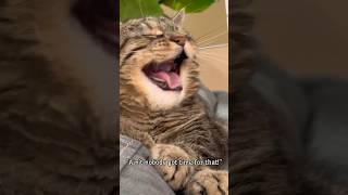 False alarm! #pennythecat #talkingcat